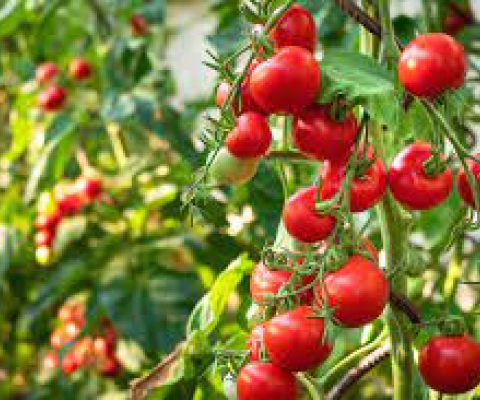 Fresh Tomatoes