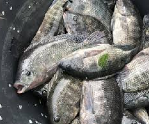 Fresh Fish/Tilapia