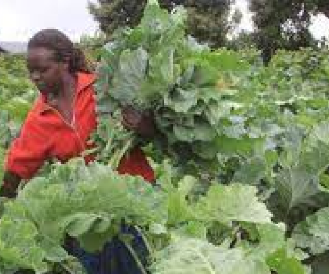 Kales/Sukuma Wiki